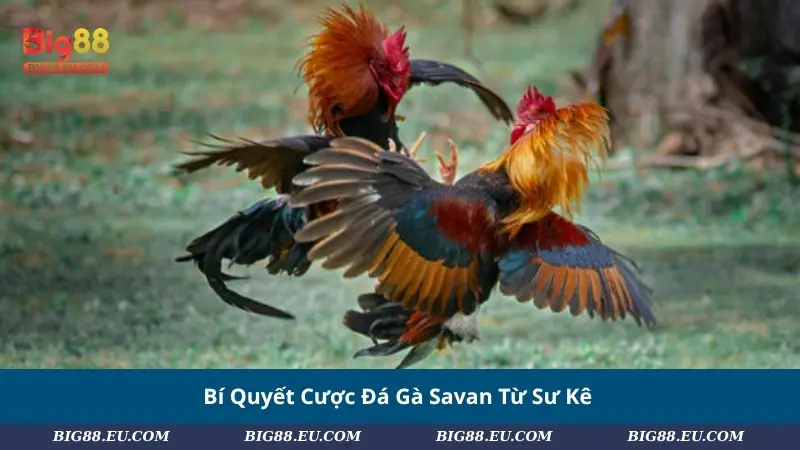 Bí Quyết Cược Đá Gà Savan Từ Sư Kê