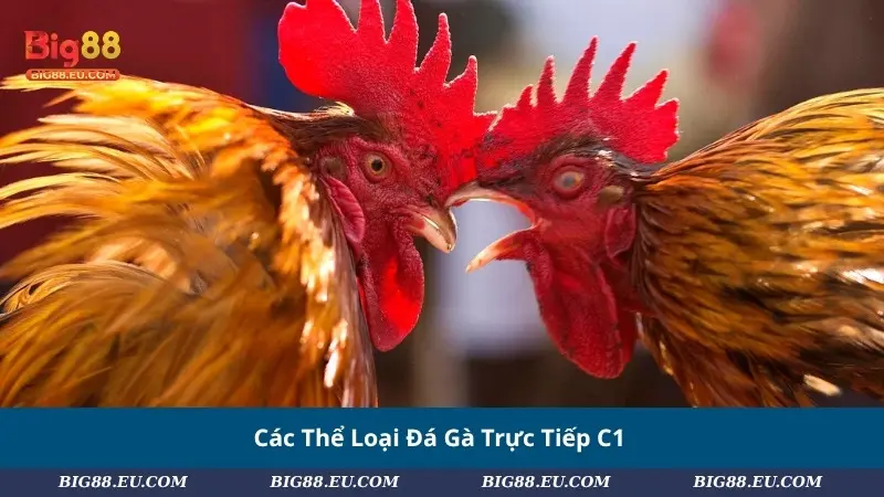 Các Thể Loại Đá Gà Trực Tiếp C1
