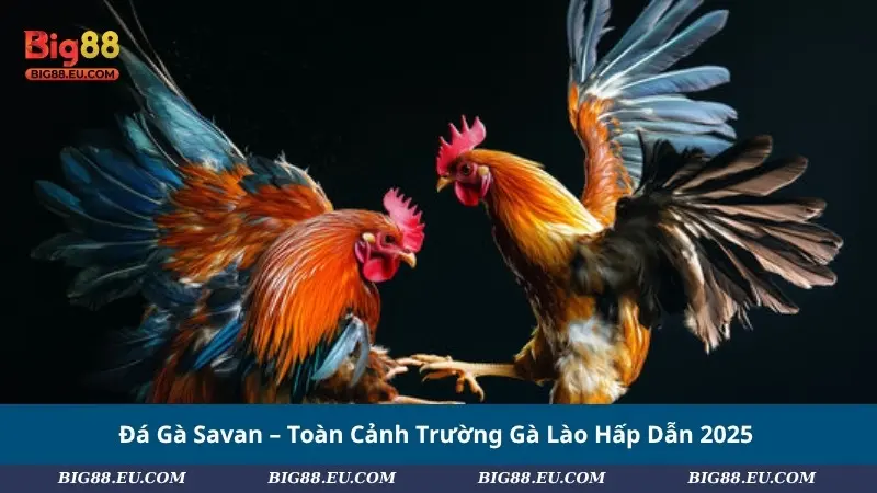 Đá Gà Savan – Toàn Cảnh Trường Gà Lào Hấp Dẫn 2025