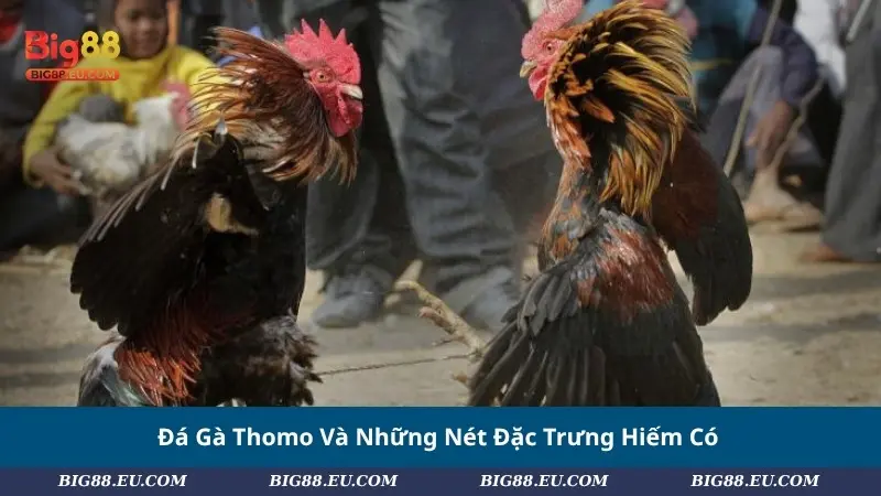 Đá Gà Thomo và những nét đặc trưng hiếm có