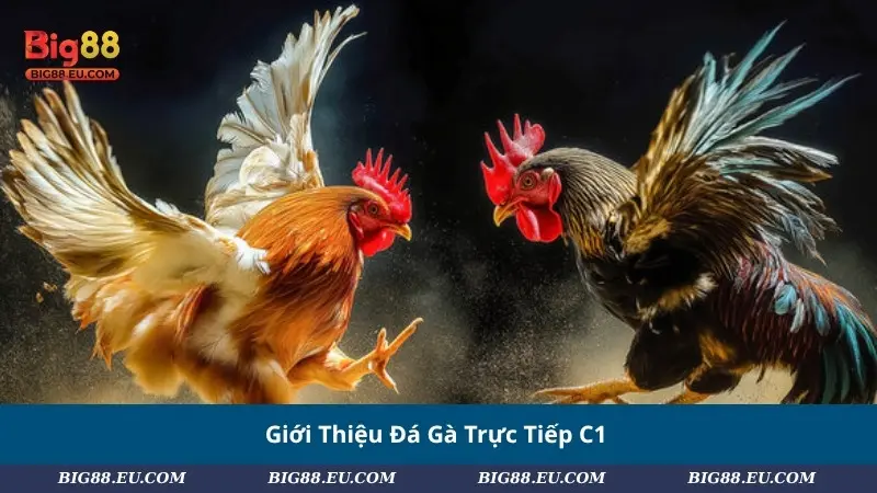 Giới Thiệu Đá Gà Trực Tiếp C1