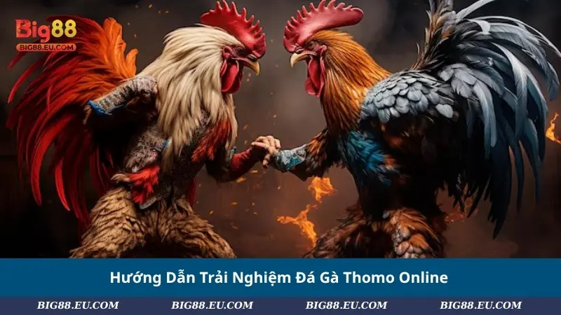 Hướng dẫn trải nghiệm đá gà thomo online