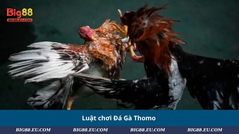 Luật chơi Đá Gà Thomo