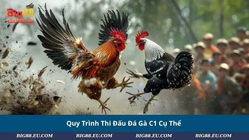 Quy Trình Thi Đấu Đá Gà C1 Cụ Thể